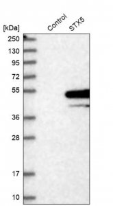 Anti-STX5 antibody produced in rabbit 