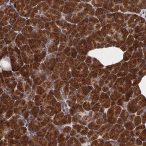 Anti-STX5 antibody produced in rabbit 