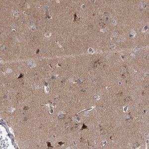 Anti-STX6 antibody produced in rabbit 