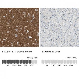 Anti-STXBP1 antibody produced in rabbit HPA008209-100UL