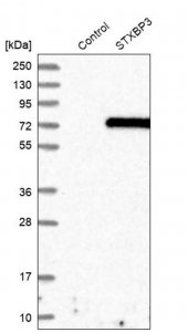 Anti-STXBP3 antibody produced in rabbit HPA027225-100UL