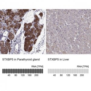 Anti-STXBP5 antibody produced in rabbit 