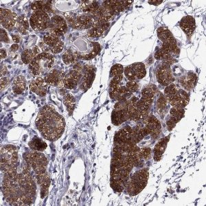 Anti-STXBP5 antibody produced in rabbit 