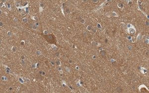 Anti-Substance P Antibody, clone 1K3 ZooMAb Rabbit Monoclonal 