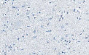 Anti-Substance P Antibody, clone 1K3 ZooMAb Rabbit Monoclonal 