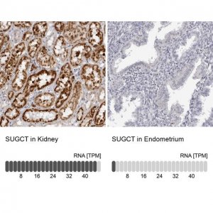 Anti-SUGCT antibody produced in rabbit 