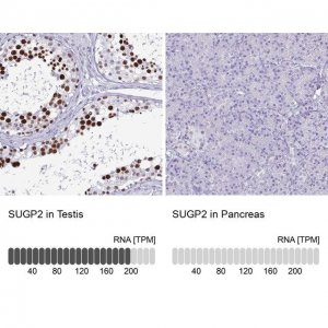 Anti-SUGP2 antibody produced in rabbit 