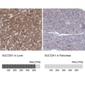 Anti-SULT2A1 antibody produced in rabbit 