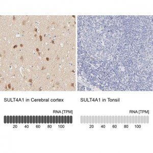 Anti-SULT4A1 antibody produced in rabbit 