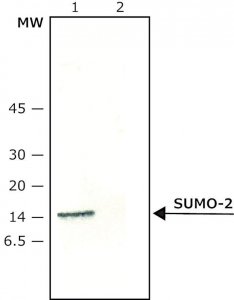 Anti-SUMO-2 antibody produced in rabbit 
