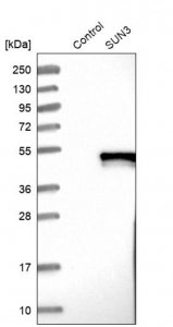 Anti-SUN3 antibody produced in rabbit 