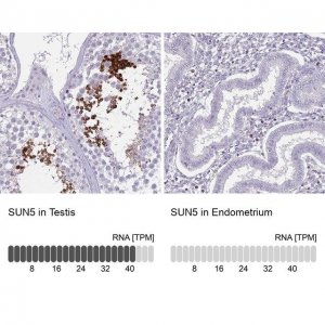 Anti-SUN5 antibody produced in rabbit 
