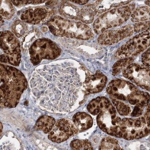 Anti-SUOX antibody produced in rabbit HPA038208-100UL