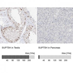 Anti-SUPT5H antibody produced in rabbit HPA029273-100UL
