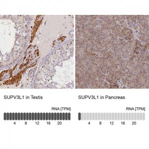 Anti-SUPV3L1 antibody produced in rabbit 