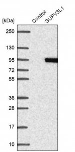 Anti-SUPV3L1 antibody produced in rabbit 