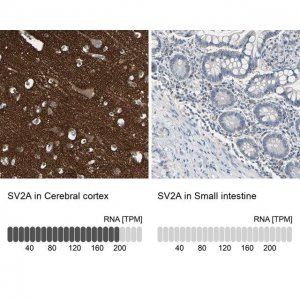 Anti-SV2A antibody produced in rabbit 