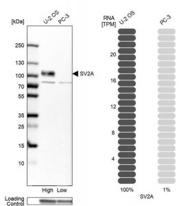 Anti-SV2A antibody produced in rabbit 