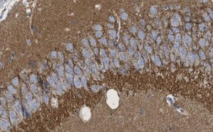 Anti-SV2A Antibody, clone 1I4 ZooMAb Rabbit Monoclonal 