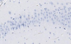 Anti-SV2A Antibody, clone 1I4 ZooMAb Rabbit Monoclonal 