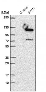 Anti-SWT1 antibody produced in rabbit 