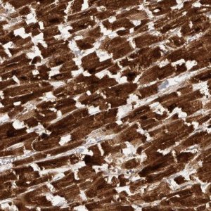 Anti-SWT1 antibody produced in rabbit 
