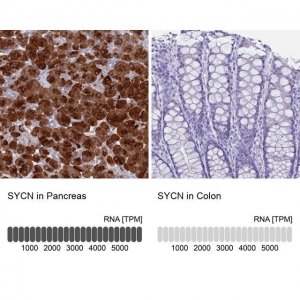 Anti-SYCN antibody produced in rabbit 