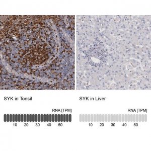 Anti-SYK antibody produced in rabbit 
