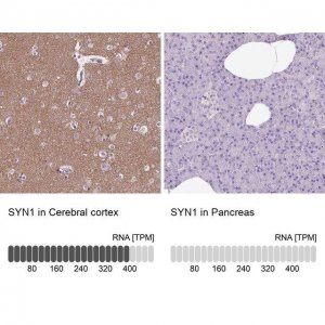 Anti-SYN1 antibody produced in rabbit HPA000397-100UL