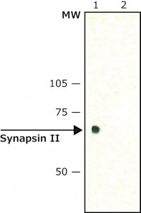 Anti-Synapsin II (C-terminal) antibody produced in rabbit 