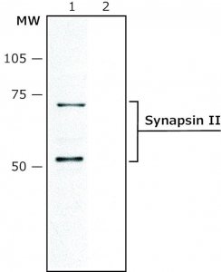 Anti-Synapsin II antibody produced in rabbit 