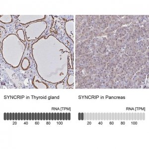 Anti-SYNCRIP antibody produced in rabbit 
