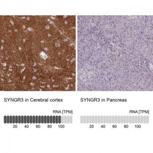 Anti-SYNGR3 antibody produced in rabbit 