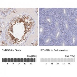 Anti-SYNGR4 antibody produced in rabbit HPA059286-100UL