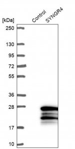 Anti-SYNGR4 antibody produced in rabbit HPA059286-100UL