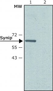 Anti-Synip (N-terminal) antibody produced in rabbit 
