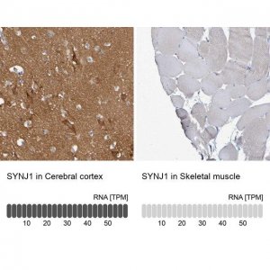 Anti-SYNJ1 antibody produced in rabbit 