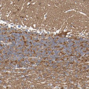 Anti-SYNJ1 antibody produced in rabbit 