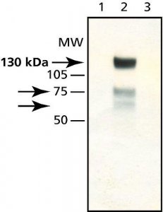 Anti-Synphilin-1 antibody produced in rabbit S5946-200UL
