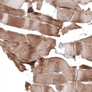 Anti-SYNPO antibody produced in rabbit 