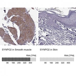 Anti-SYNPO2 antibody produced in rabbit 