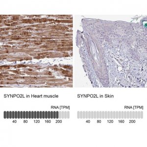 Anti-SYNPO2L antibody produced in rabbit 