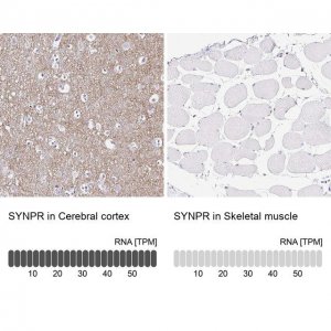 Anti-SYNPR antibody produced in rabbit 