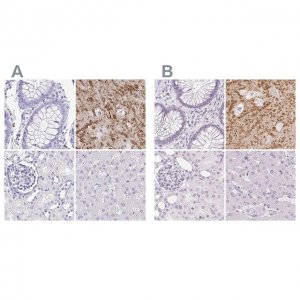 Anti-SYNPR antibody produced in rabbit 