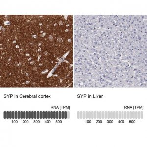 Anti-SYP antibody produced in rabbit 
