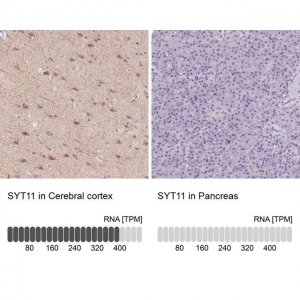 Anti-SYT11 antibody produced in rabbit 