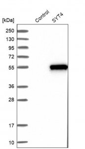 Anti-SYT4 antibody produced in rabbit HPA010574-100UL