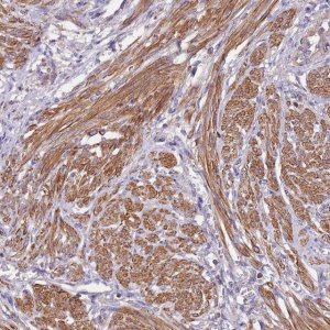 Anti-SYT4 antibody produced in rabbit HPA010574-100UL