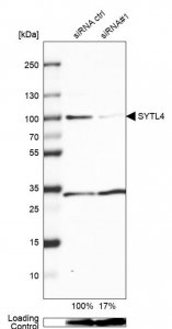 Anti-SYTL4 antibody produced in rabbit 