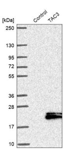 Anti-TAC3 antibody produced in rabbit 